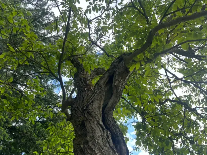 Flötenklänge und Mythen: BUND Hofheim lädt zum magischen Waldspaziergang