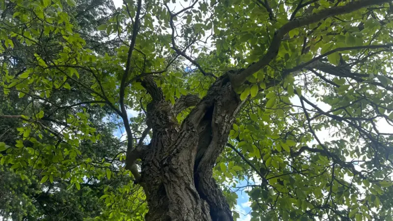 Flötenklänge und Mythen: BUND Hofheim lädt zum magischen Waldspaziergang