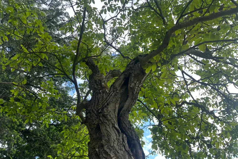 Flötenklänge und Mythen: BUND Hofheim lädt zum magischen Waldspaziergang
