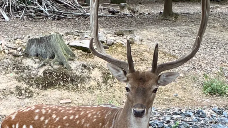 Für den Fortbestand des Geheges: Wildpark-Retter laden zum Straßenfest ein