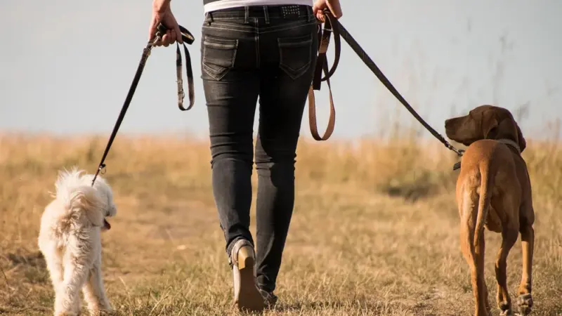 Hundewanderung in Hofheim: Simone’s Hundeforum lädt zum Ausflug ein