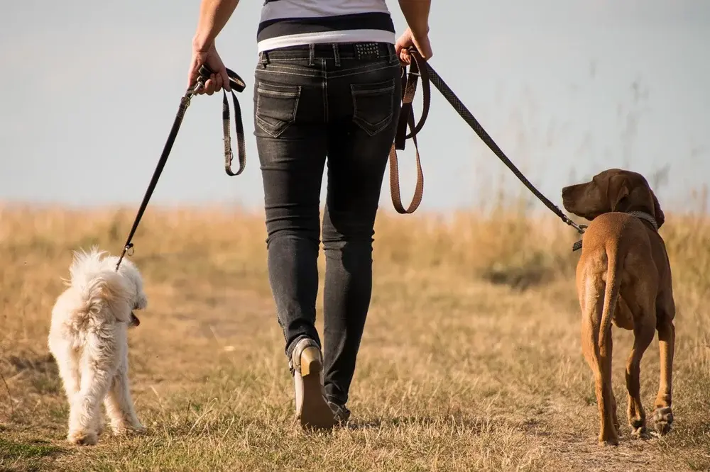 Hundewanderung in Hofheim: Simone’s Hundeforum lädt zum Ausflug ein