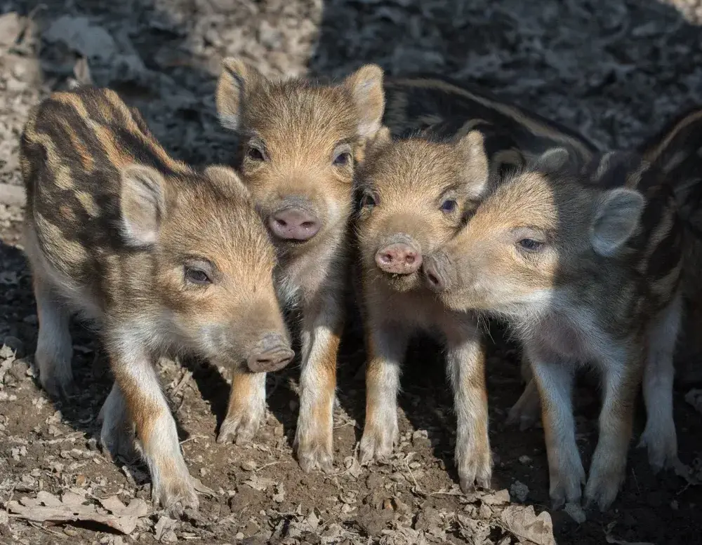 Wildpark