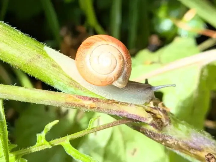 BUND Hofheim lädt im September zu Naturerlebnissen im Stadtwald ein