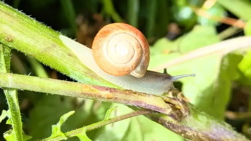 BUND Hofheim lädt im September zu Naturerlebnissen im Stadtwald ein