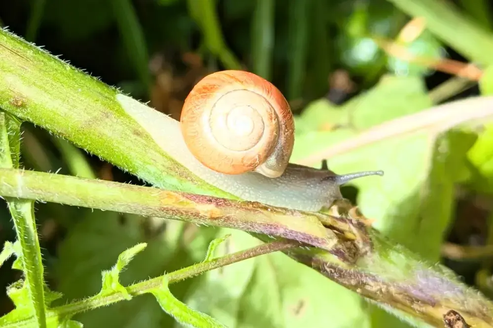 BUND Hofheim lädt im September zu Naturerlebnissen im Stadtwald ein