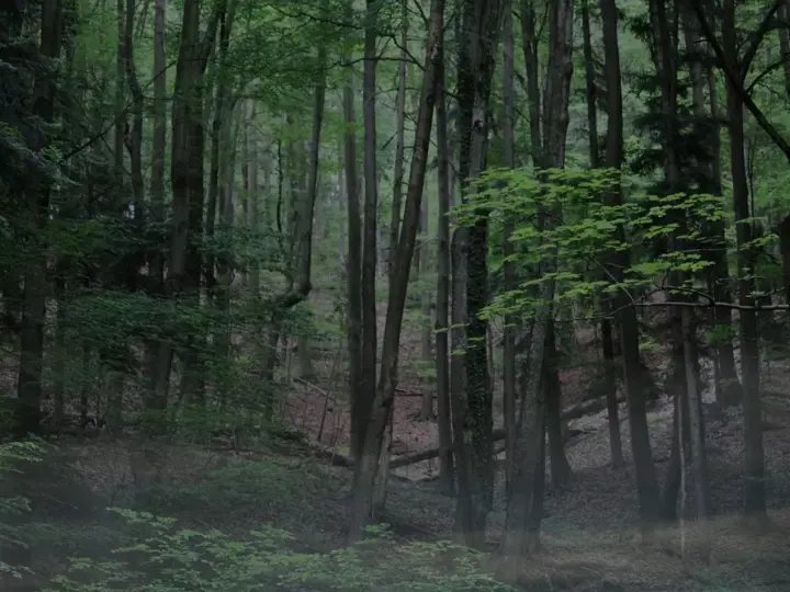 Podiumsgespräch: Wald wird wild! – Wie viel Wildnis braucht der Hofheimer Wald?