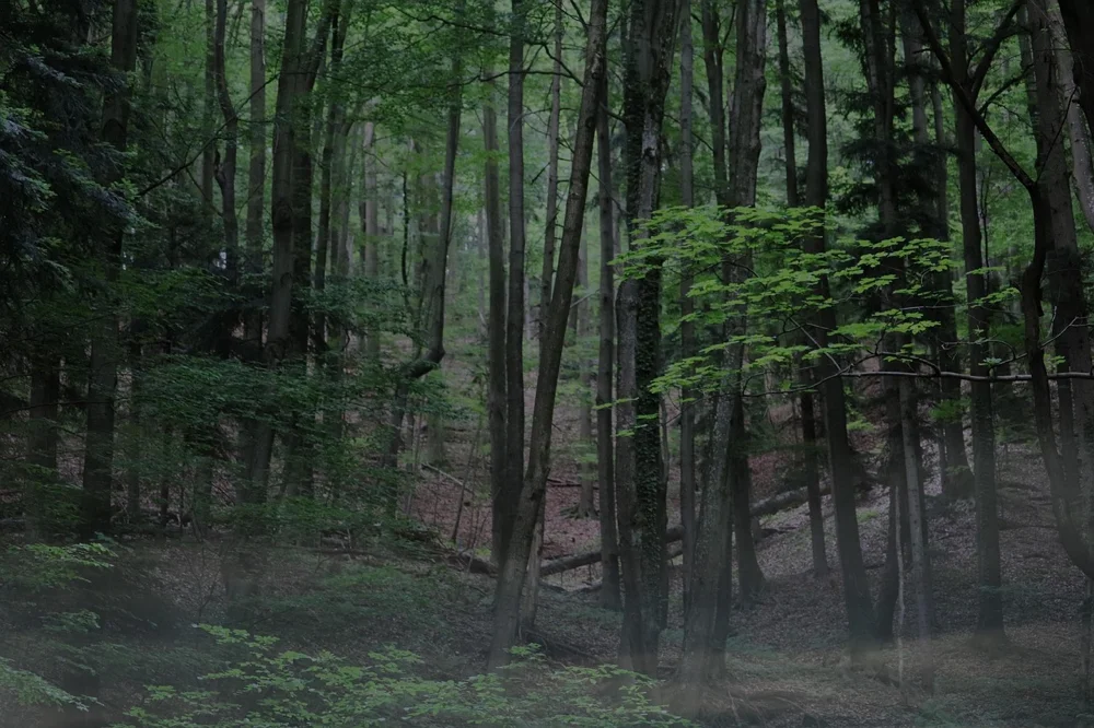 Podiumsgespräch: Wald wird wild! – Wie viel Wildnis braucht der Hofheimer Wald?