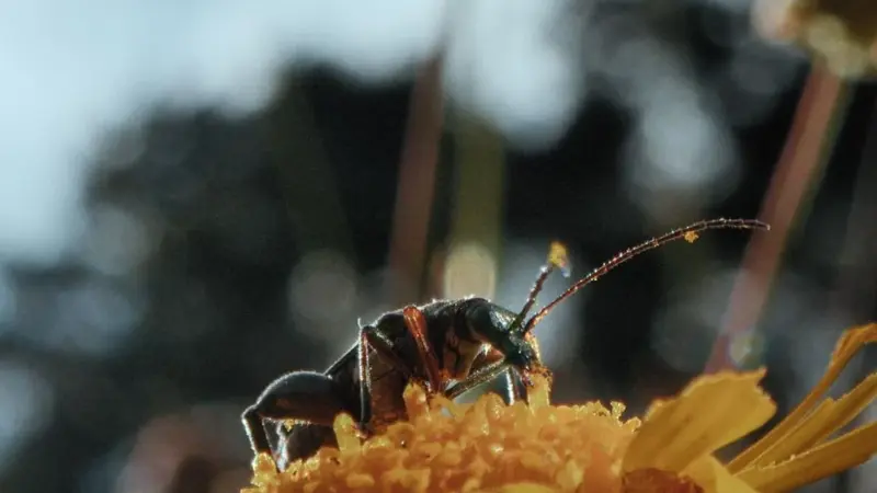 Waldwärts! lädt zu „Film & Forum“ ein: „Insekten – Helden im Verborgenen“