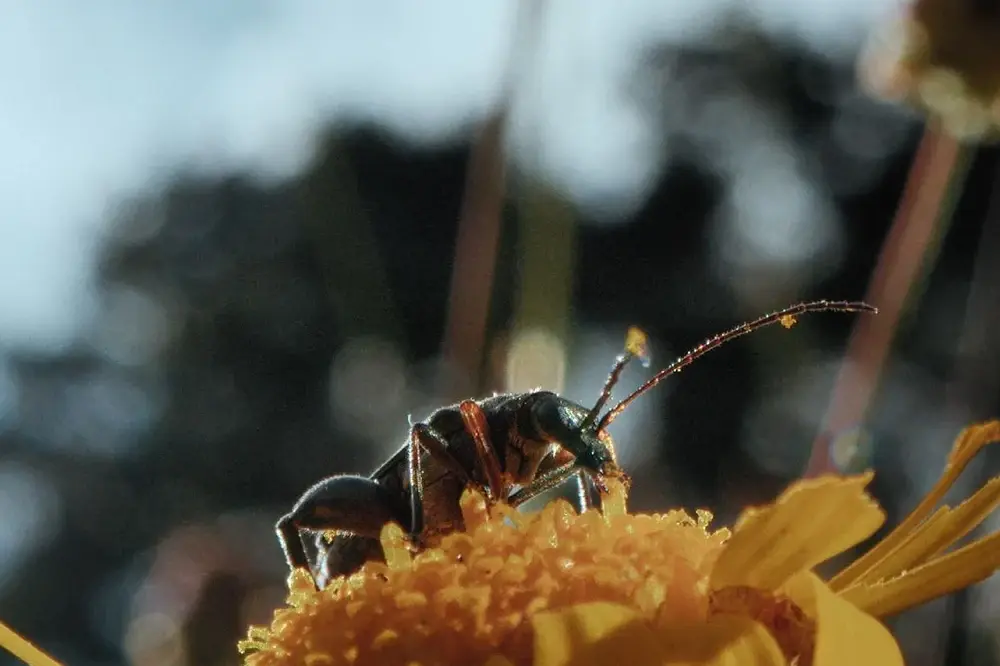 Waldwärts! lädt zu „Film & Forum“ ein: „Insekten – Helden im Verborgenen“
