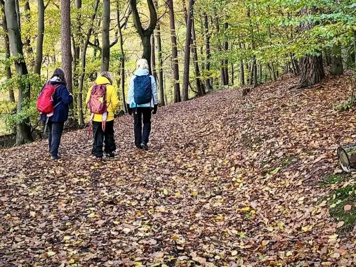 Herbstliches Waldbaden in Hofheim: Mit Achtsamkeit durch den ruhenden Wald
