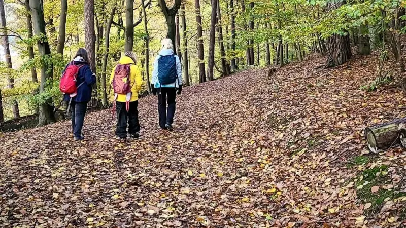 Herbstliches Waldbaden in Hofheim: Mit Achtsamkeit durch den ruhenden Wald