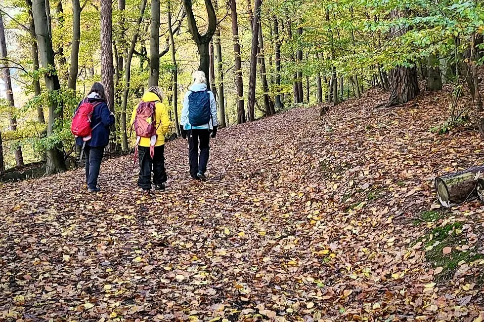 Herbstliches Waldbaden in Hofheim: Mit Achtsamkeit durch den ruhenden Wald