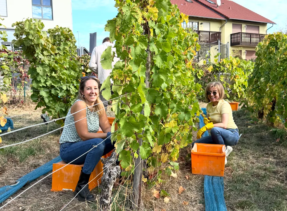 Spitzenqualität am Diedenbergener Sonnenhang – Weinlese bringt 700 Flaschen
