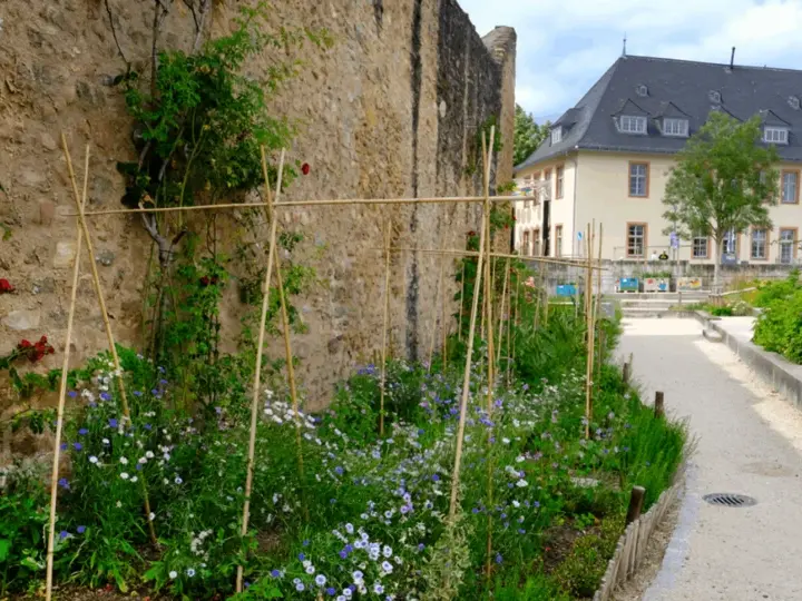 Hofheim pflanzt Zukunft – Wie innovative Stadtnatur die Innenstadt verändert