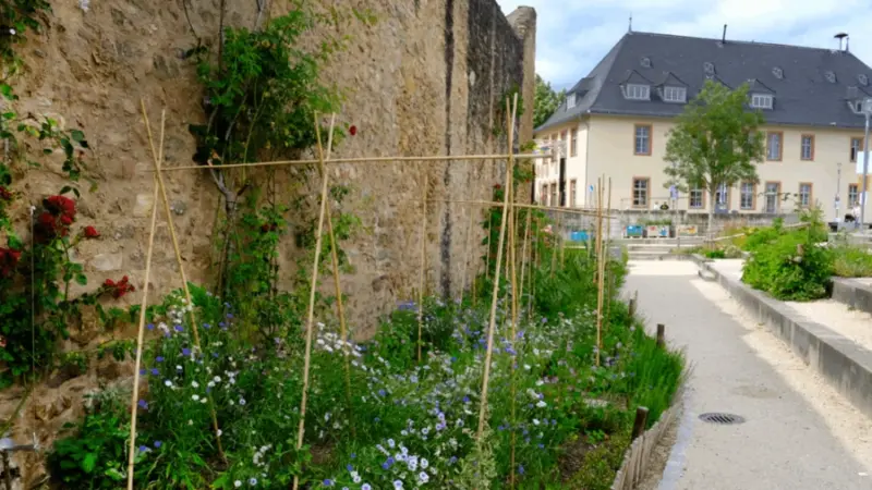 Hofheim pflanzt Zukunft – Wie innovative Stadtnatur die Innenstadt verändert